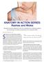Page: - 4 | The American Chiropractor