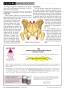 Page: - 28 | The American Chiropractor